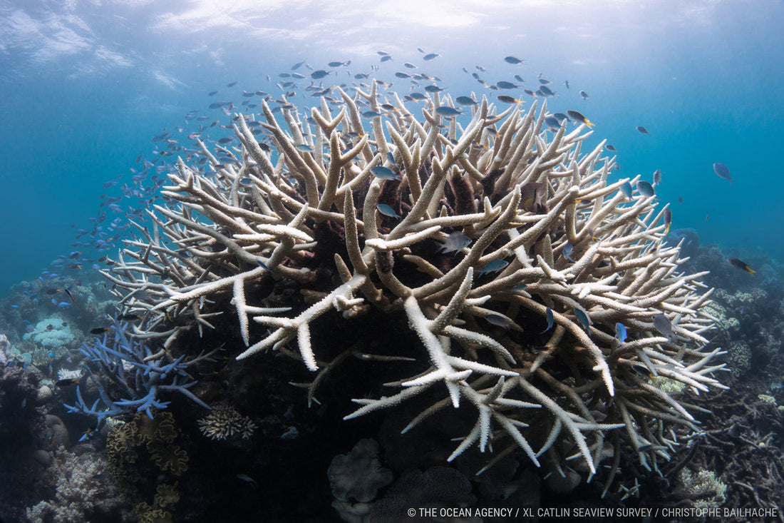 Reef to Leaf: Thoughts on Our Dying Coral Reefs